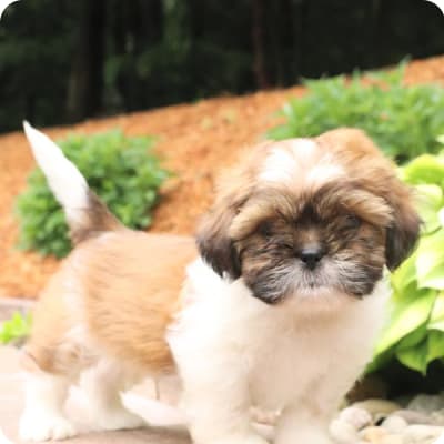 Photo of Shih Tzu