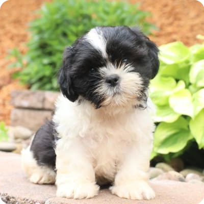 Photo of Shih Tzu