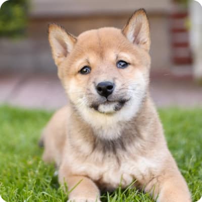 Photo of Shiba Inu