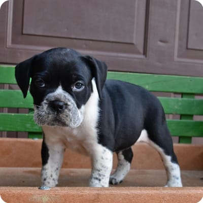 Photo of Olde English Bulldogge