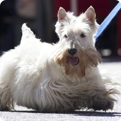 Photo of Scottish Terrier