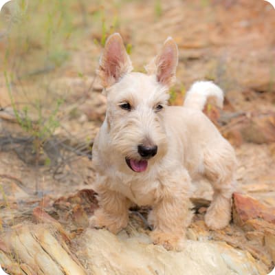 Photo of Scottish Terrier