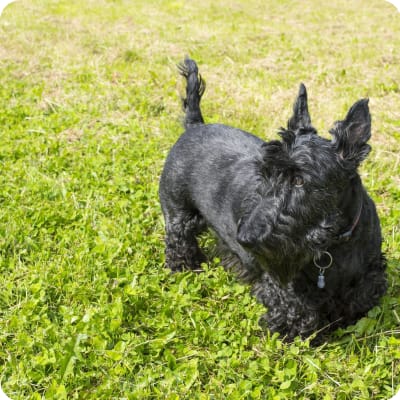 Photo of Scottish Terrier