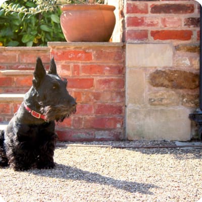 Photo of Scottish Terrier