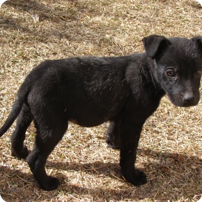 Photo of Patterdale Terrier