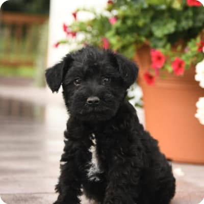 Photo of Miniature Schnauzer