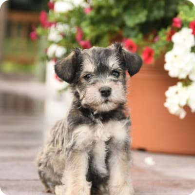 Photo of Schnauzer Miniature