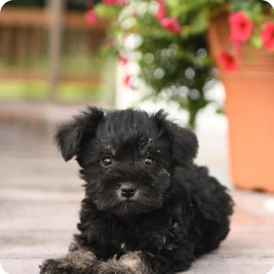 Photo of Miniature Schnauzer