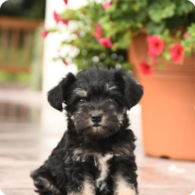 Photo of Miniature Schnauzer