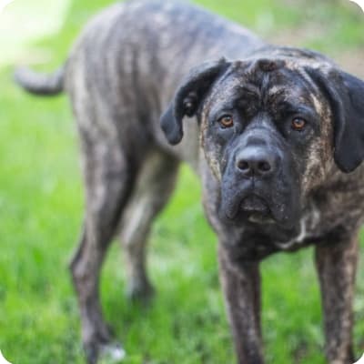 Photo of Perro De Presa Canario