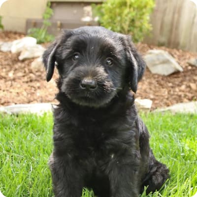 Photo of Giant Schnauzer