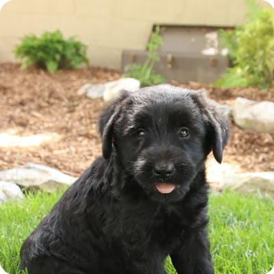 Photo of Giant Schnauzer