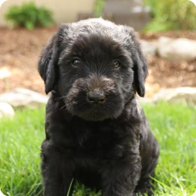 Photo of Giant Schnauzer