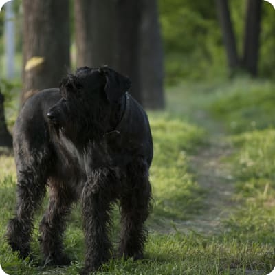 Photo of Giant Schnauzer