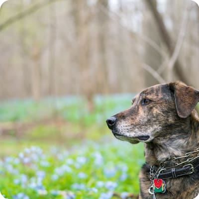 Photo of Plott Hound