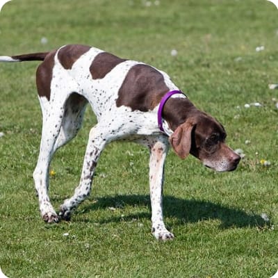 Photo of Pointer