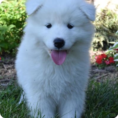 Photo of Samoyed