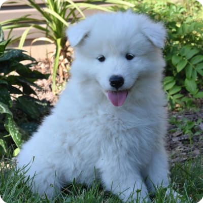 Photo of Samoyed