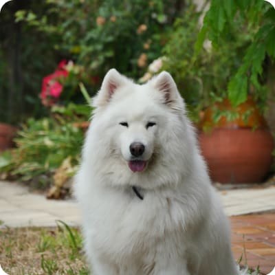 Photo of Samoyed