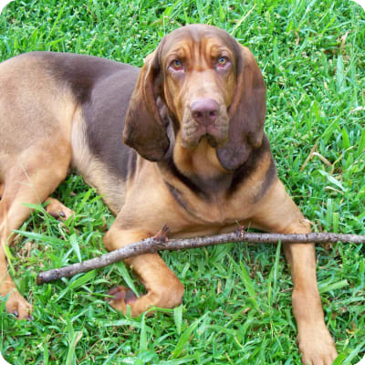 Photo of Bloodhound