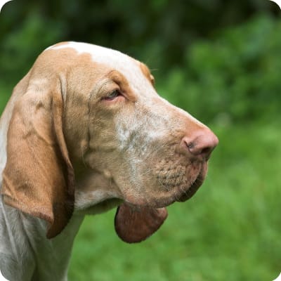 Photo of Bloodhound