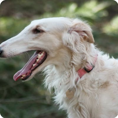 Photo of Borzoi