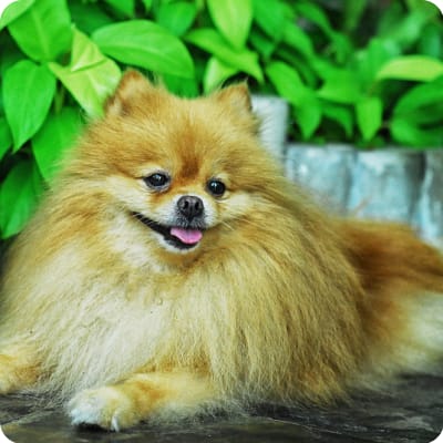 Photo of Pomeranian