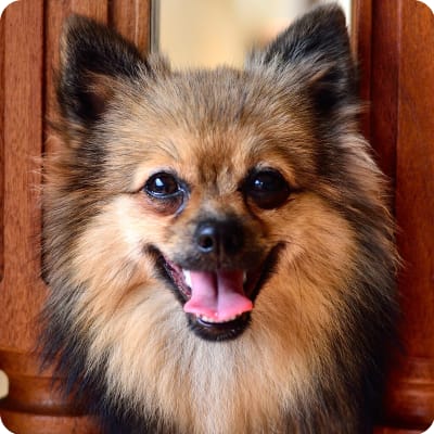 Photo of Pomeranian