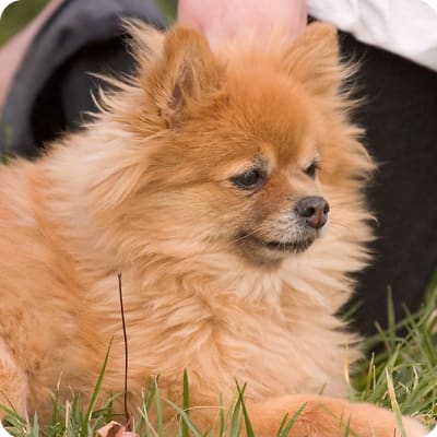 Photo of Pomeranian