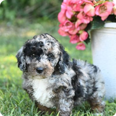 Photo of Poodle Miniature