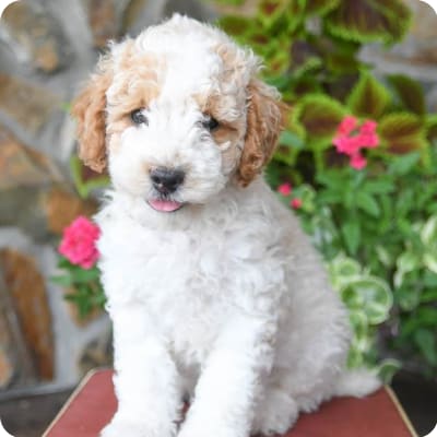 Photo of Poodle Miniature