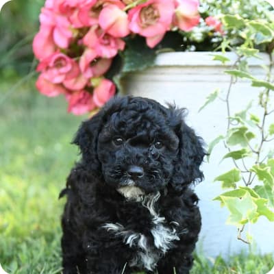 Photo of Poodle Miniature