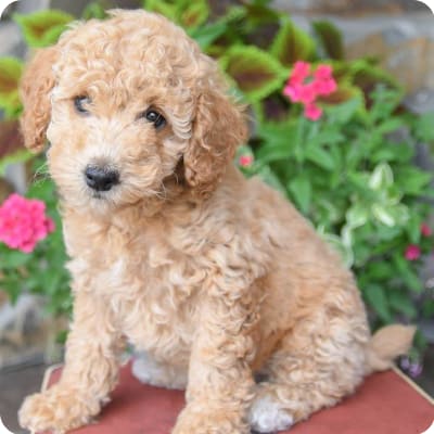 Photo of Poodle Miniature