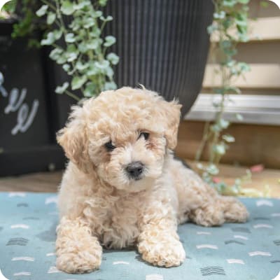 Photo of Poodle Toy