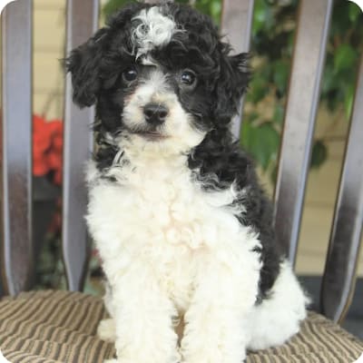 Photo of Toy Poodle