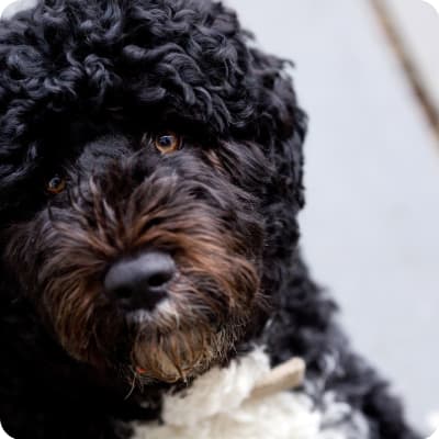 Photo of Portuguese Water Dog