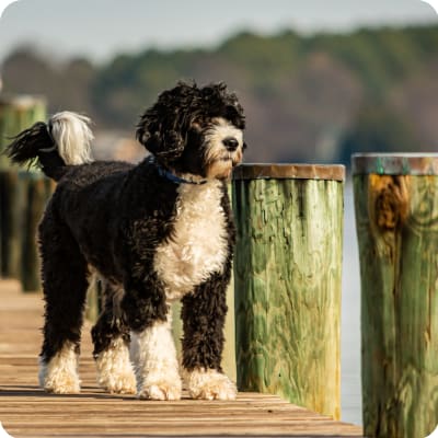 Photo of Portuguese Water Dog