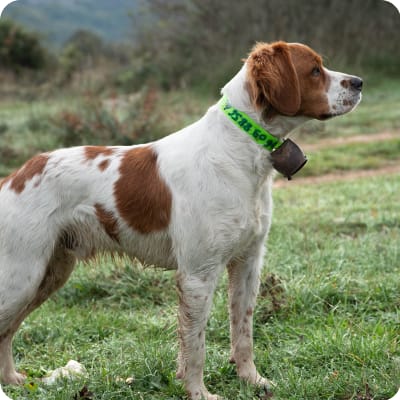 Photo of Brittany Spaniel