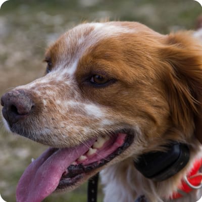 Photo of Brittany Spaniel