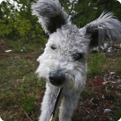 Photo of Pumi