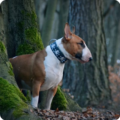 Photo of Bull Terrier