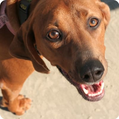 Photo of Redbone Coonhound