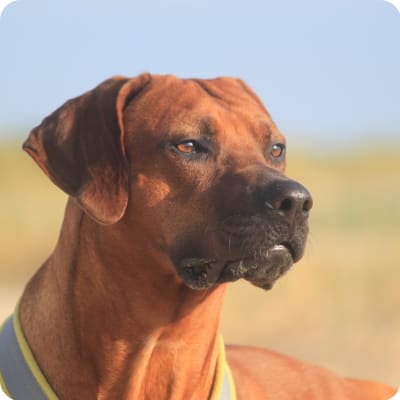 Photo of Rhodesian Ridgeback