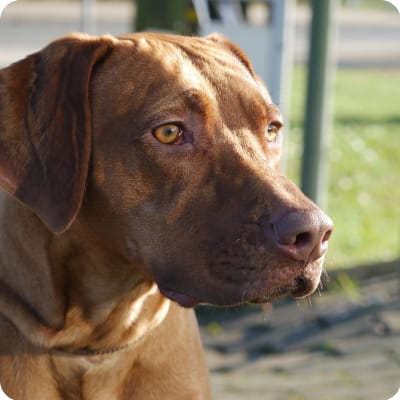 Photo of Rhodesian Ridgeback