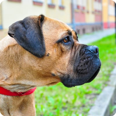 Photo of Bullmastiff