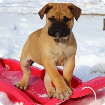 Photo of Bullmastiff