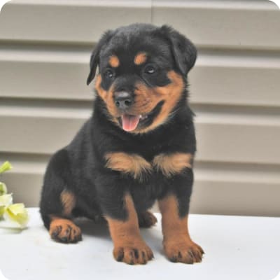 Photo of Rottweiler