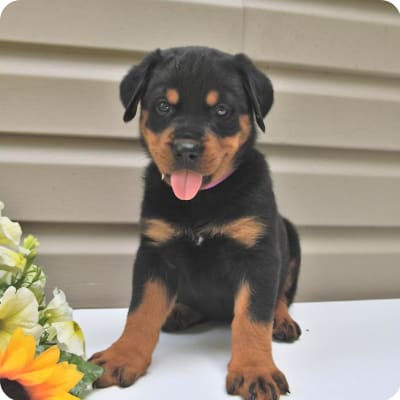 Photo of Rottweiler