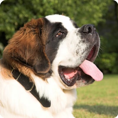 Photo of Saint Bernard