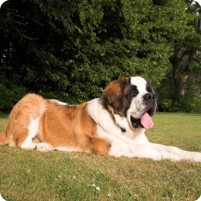 Photo of Saint Bernard